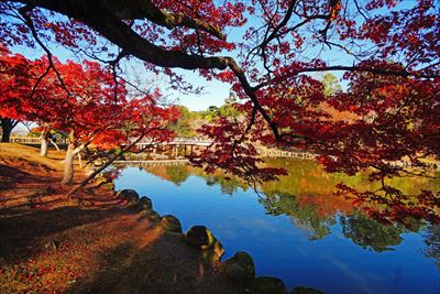 1161_奈良公園鷺池_奈良