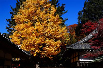 手向山八幡宮_奈良
