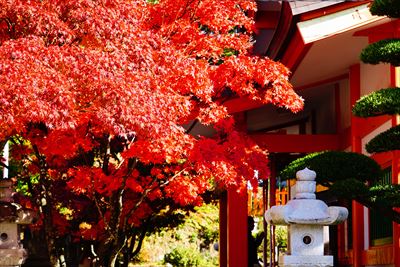 1274_紅葉八幡宮_福岡