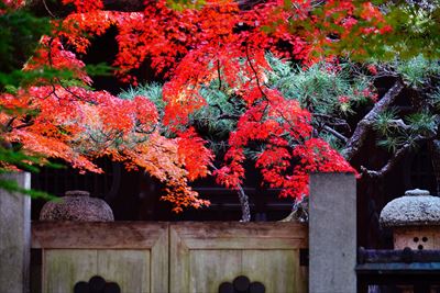1115_名古屋市徳源寺_愛知