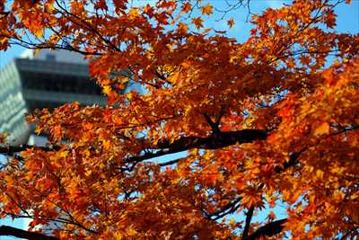 函館五稜郭公園_北海道