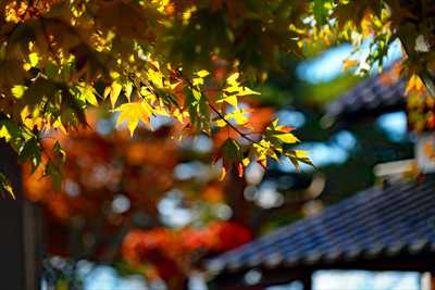 1017_函館五稜郭公園_北海道