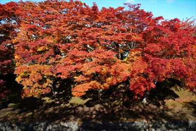 1022_函館五稜郭公園_北海道