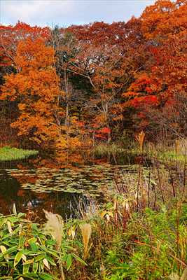 1063_大沼公園_北海道