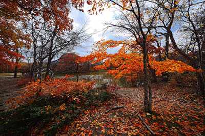 1079_大沼公園_北海道