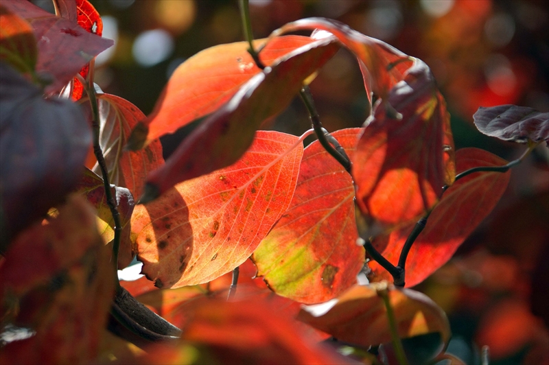 1106__横浜市新羽町_神奈川