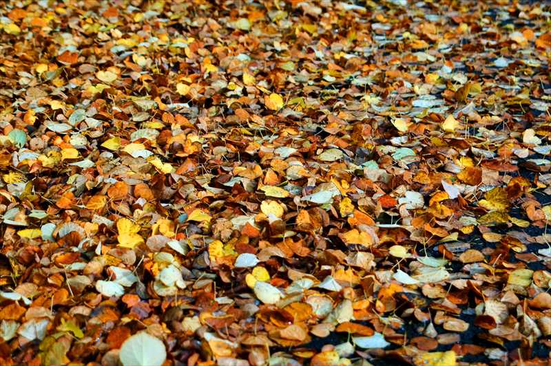 1005_游愁の美_日本