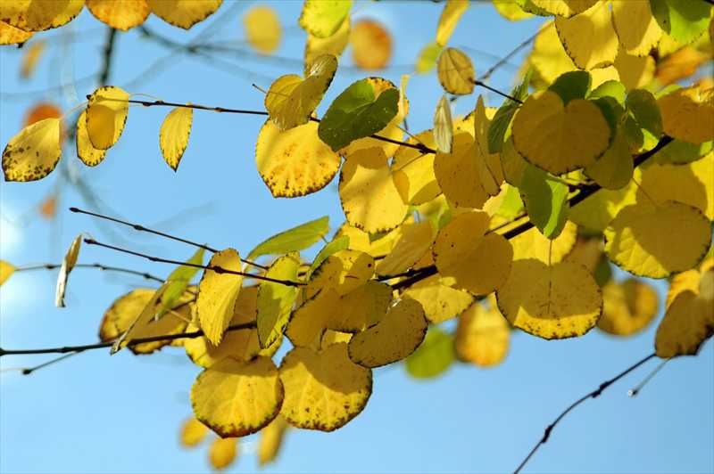 1007_游愁の美_日本