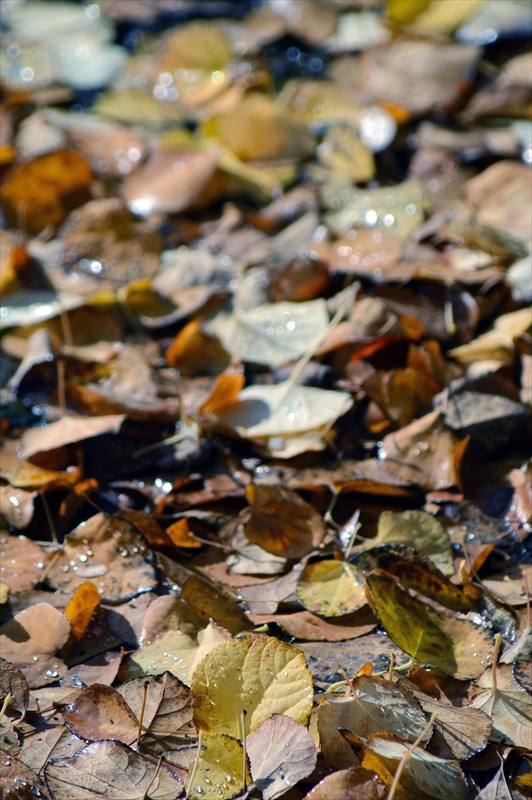 1109__横浜市新羽町_神奈川