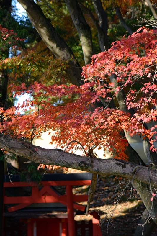 1005_奈良公園_奈良
