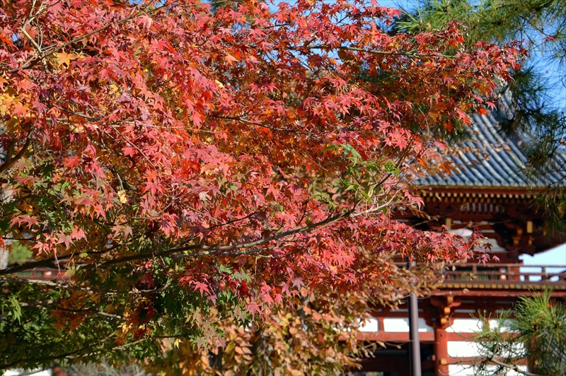 1006_奈良公園_奈良