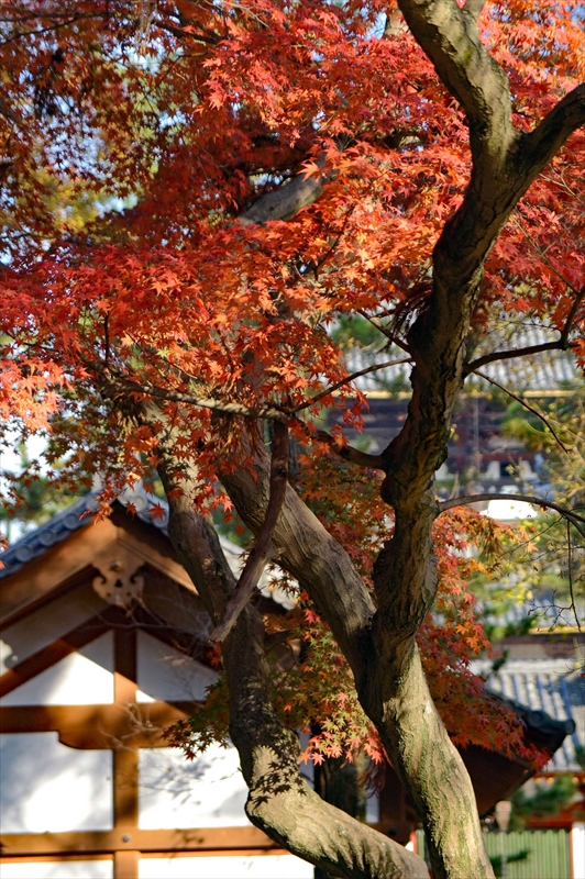 1007_奈良公園_奈良