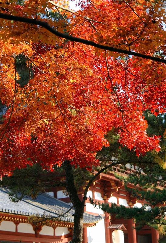 1008_奈良公園_奈良