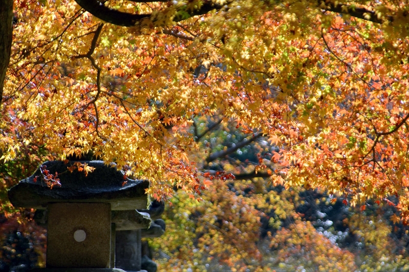 1028_奈良公園_奈良