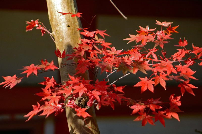 1029_奈良公園_奈良