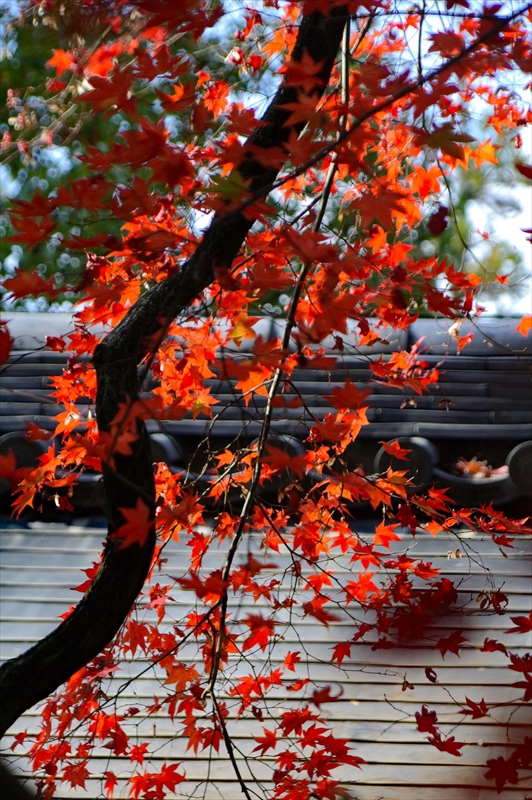 1030_奈良公園_奈良