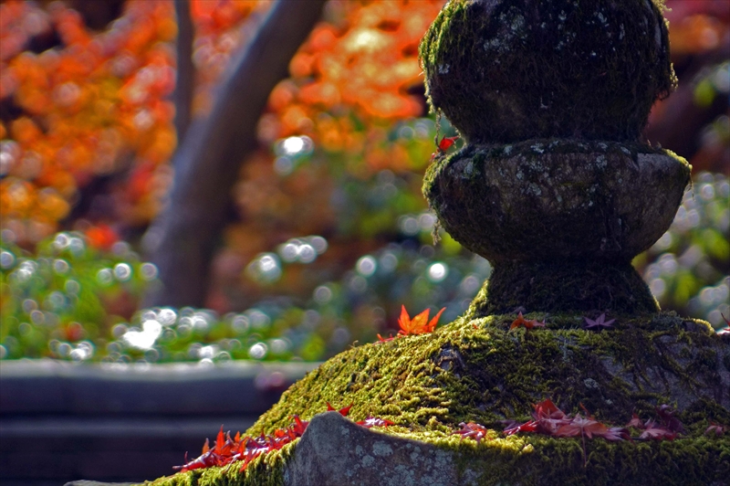 1031_奈良公園_奈良