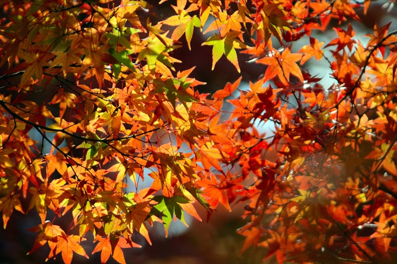 1032_奈良公園_奈良