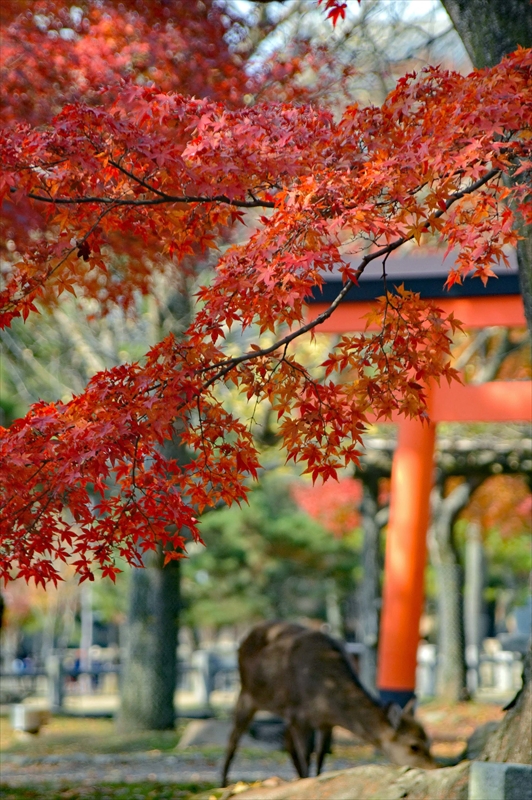 1034_奈良公園_奈良