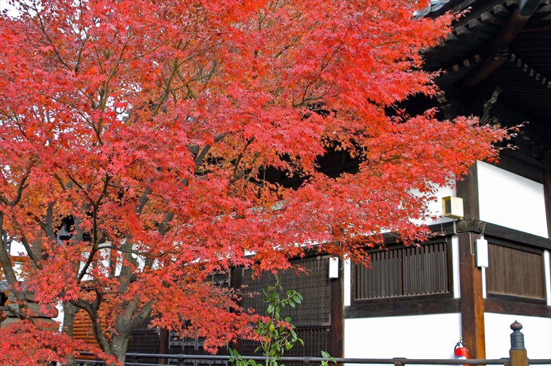 1036_奈良公園_奈良