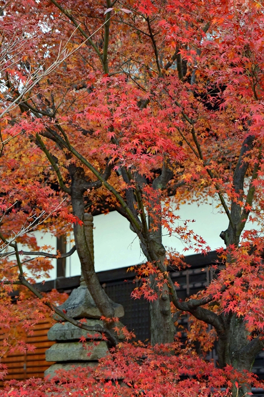 1037_奈良公園_奈良