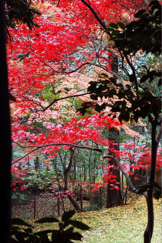 1008_洛東 今熊野観音寺_京都