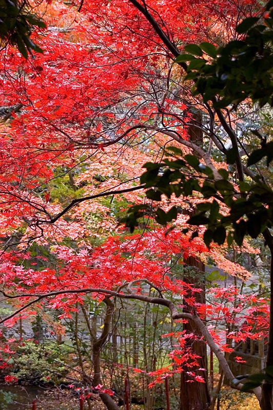 1009_洛東 今熊野観音寺_京都
