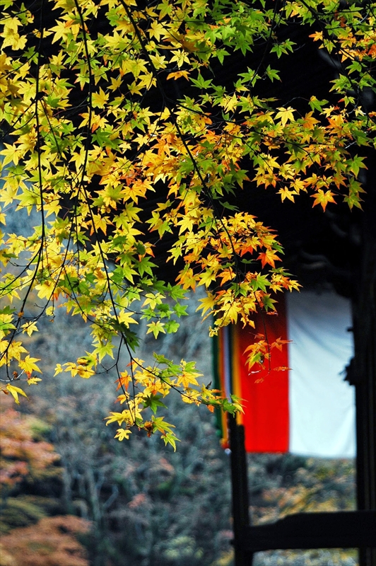 1011_洛東 今熊野観音寺_京都