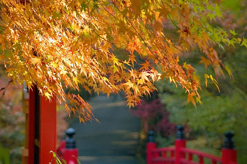 1014_洛東 今熊野観音寺_京都