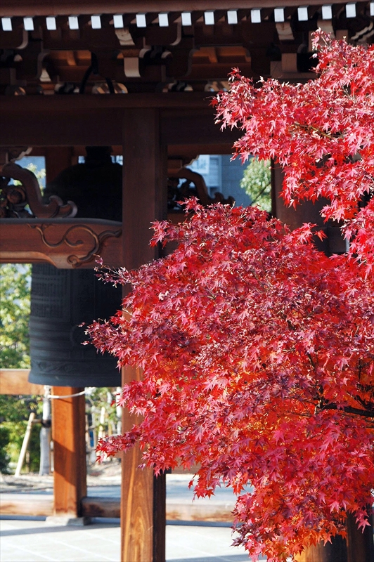 1001_洛中 智積院_京都