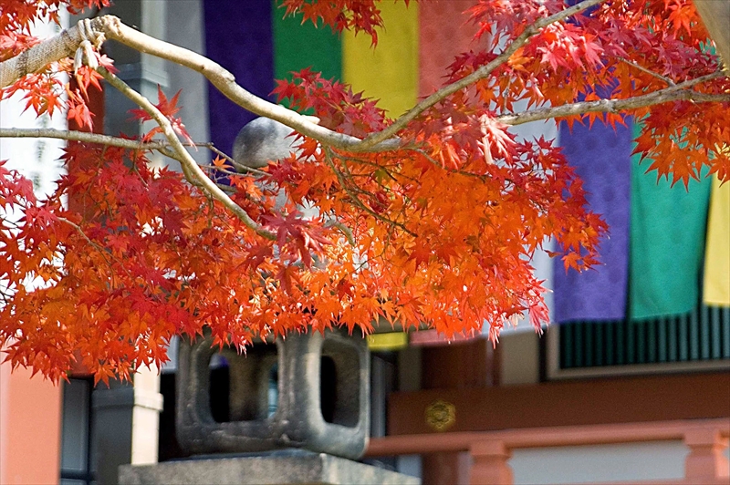 1003_洛中 智積院_京都