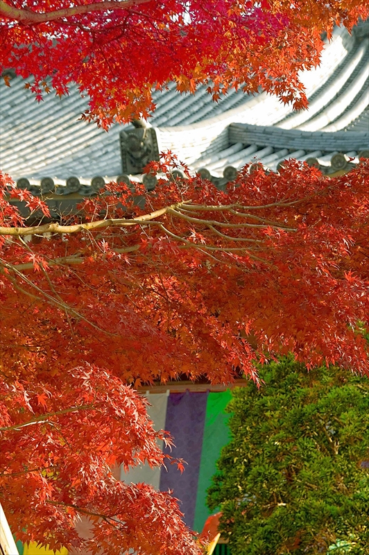 1004_洛中 智積院_京都