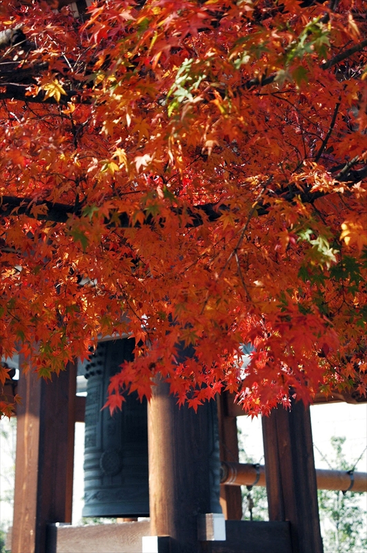 1006_洛中 智積院_京都