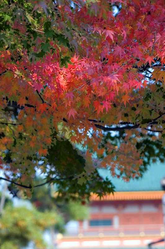 1023_洛中 平安神宮_京都