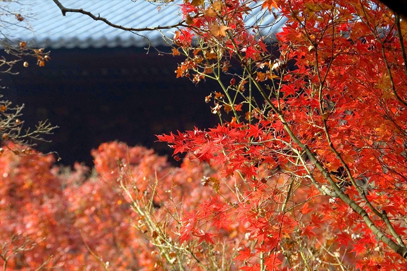 1023_洛東 南禅寺_京都