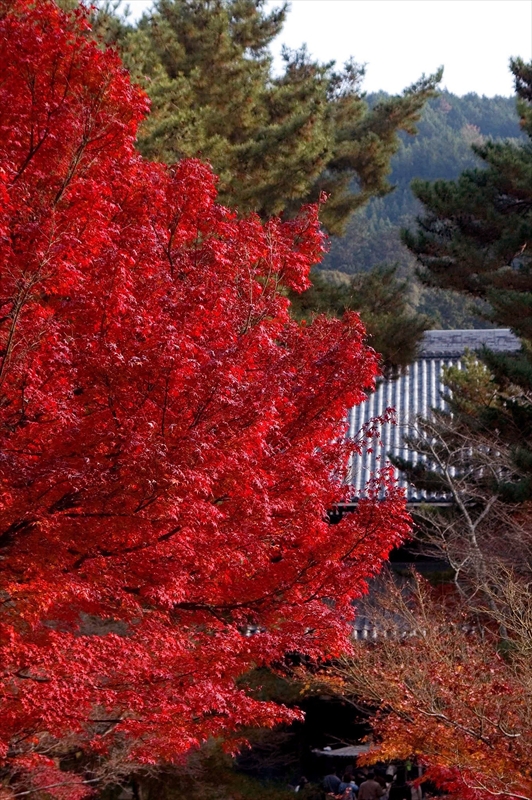 1025_洛東 南禅寺_京都