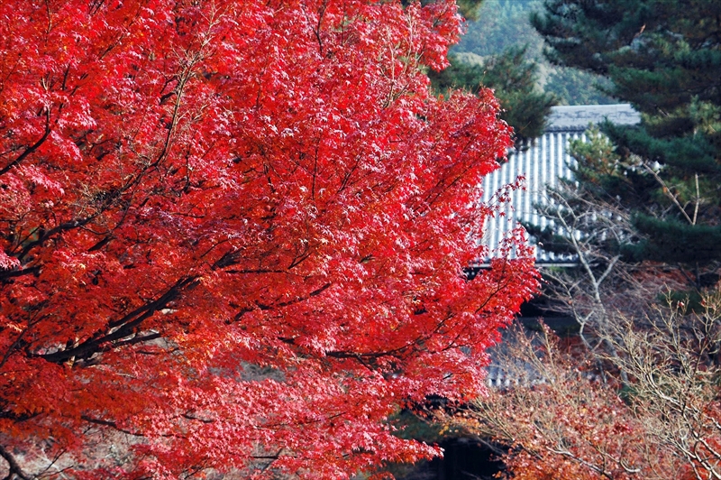 1026_洛東 南禅寺_京都