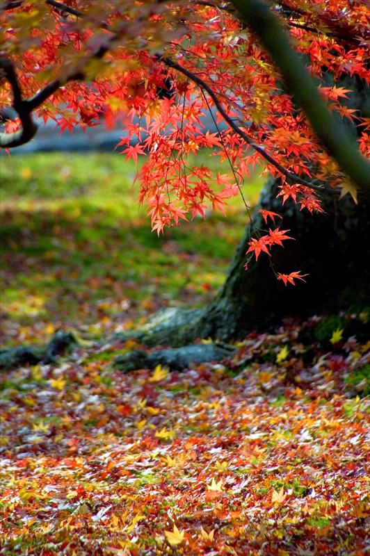 1027_洛東 南禅寺_京都
