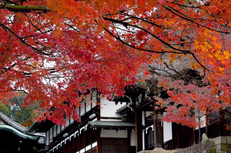 1018_洛東 金戒光明寺_京都