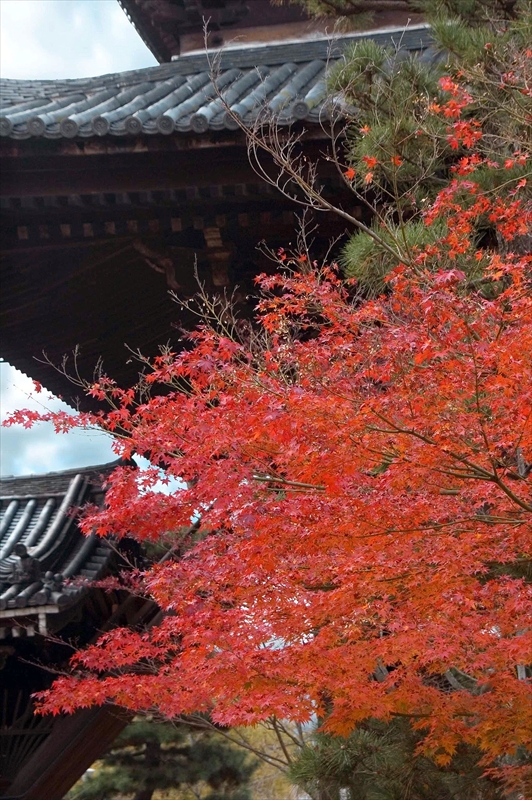 1019_洛東 金戒光明寺_京都