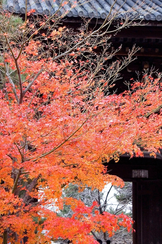 1020_洛東 金戒光明寺_京都
