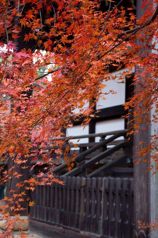 1082_洛東 真正極楽寺 (真如堂)_京都