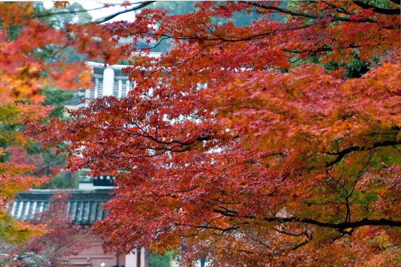1083_洛東 真正極楽寺 (真如堂)_京都