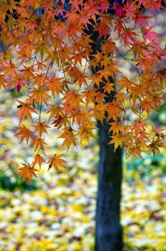 1084_洛東 真正極楽寺 (真如堂)_京都