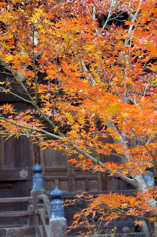 1085_洛東 真正極楽寺 (真如堂)_京都