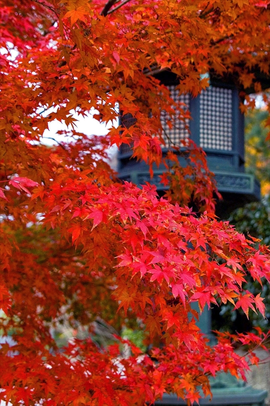 1086_洛東 真正極楽寺 (真如堂)_京都