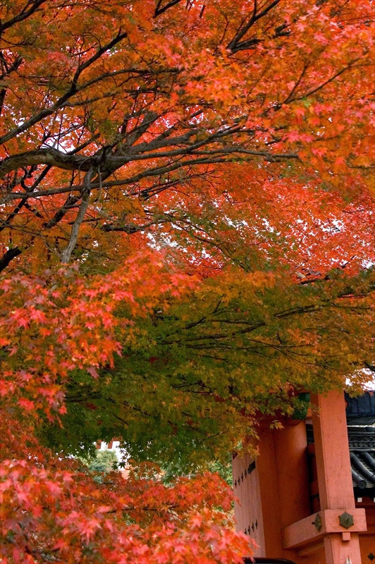 1087_洛東 真正極楽寺 (真如堂)_京都