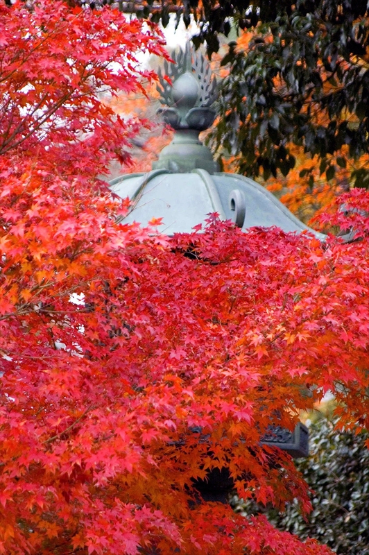 1088_洛東 真正極楽寺 (真如堂)_京都