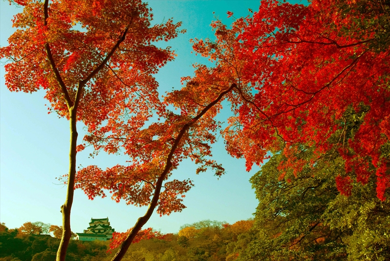 1016_彦根城_滋賀