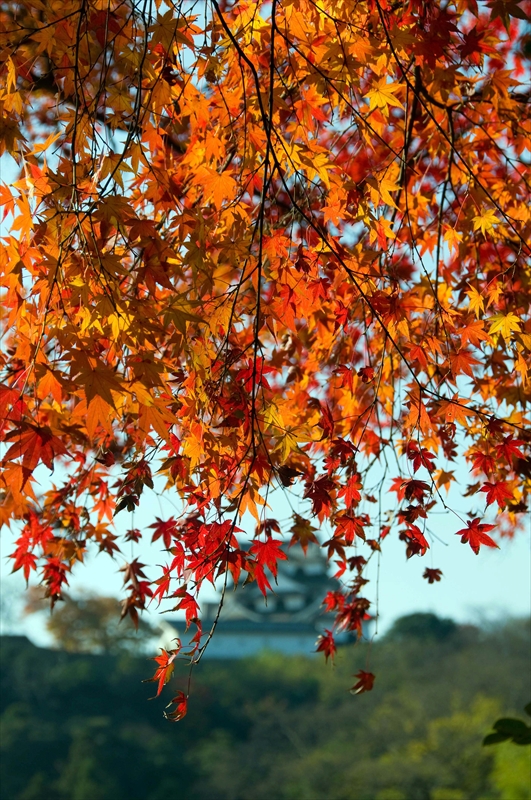 1018_彦根城_滋賀